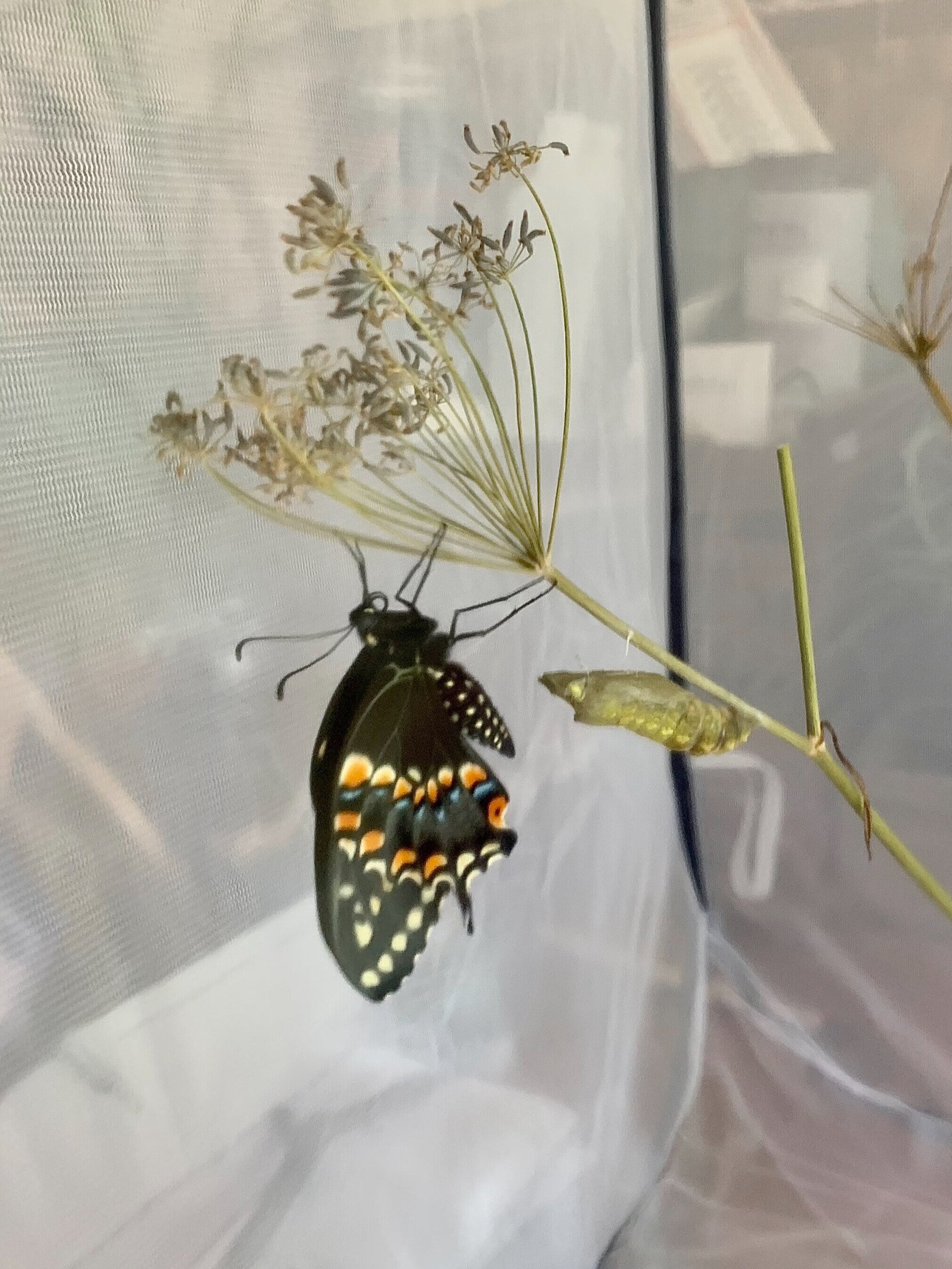 🦋 나비의 집 엘바우엔파크(슈메털링스하우스 임 엘바우엔파르크)